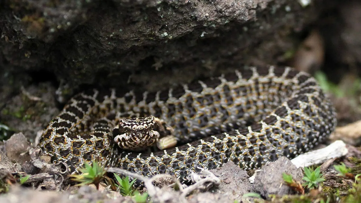 882264_Sierra Chichinautzin Serpiente Cascabel 6_web